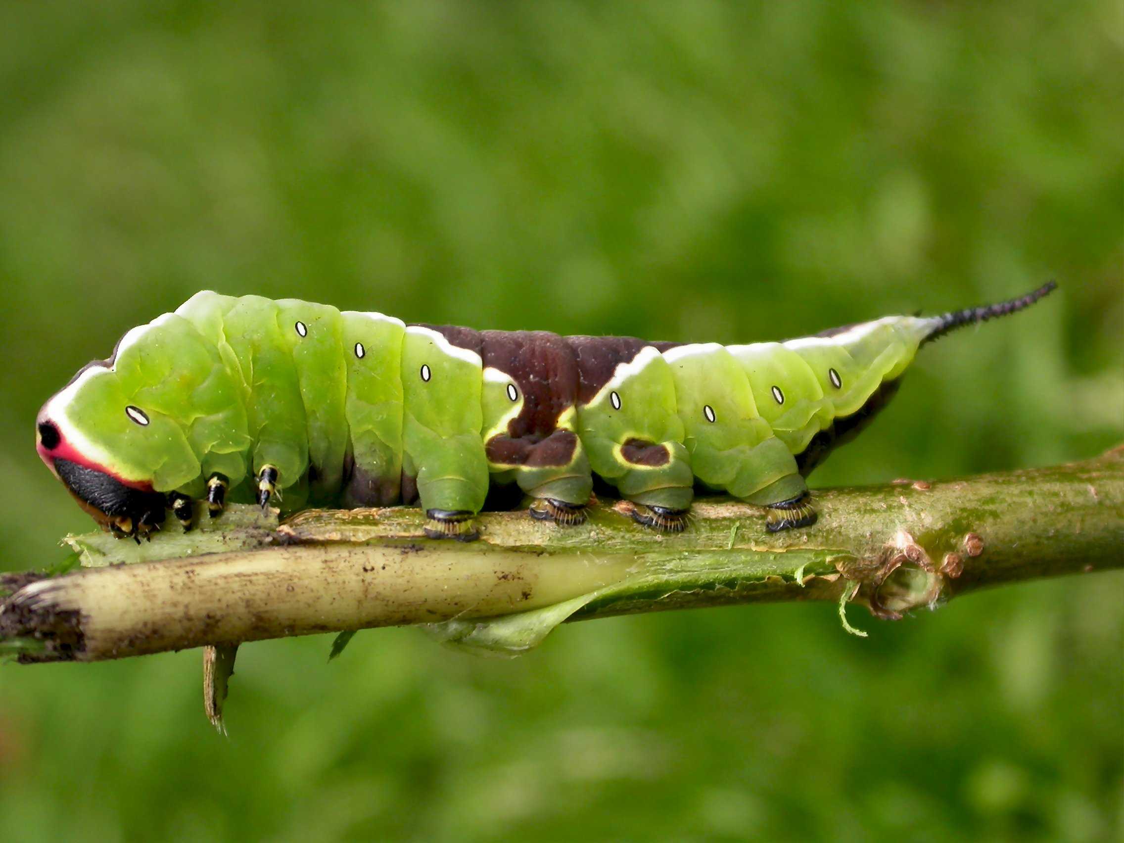 Lepidoptera Life Cycle