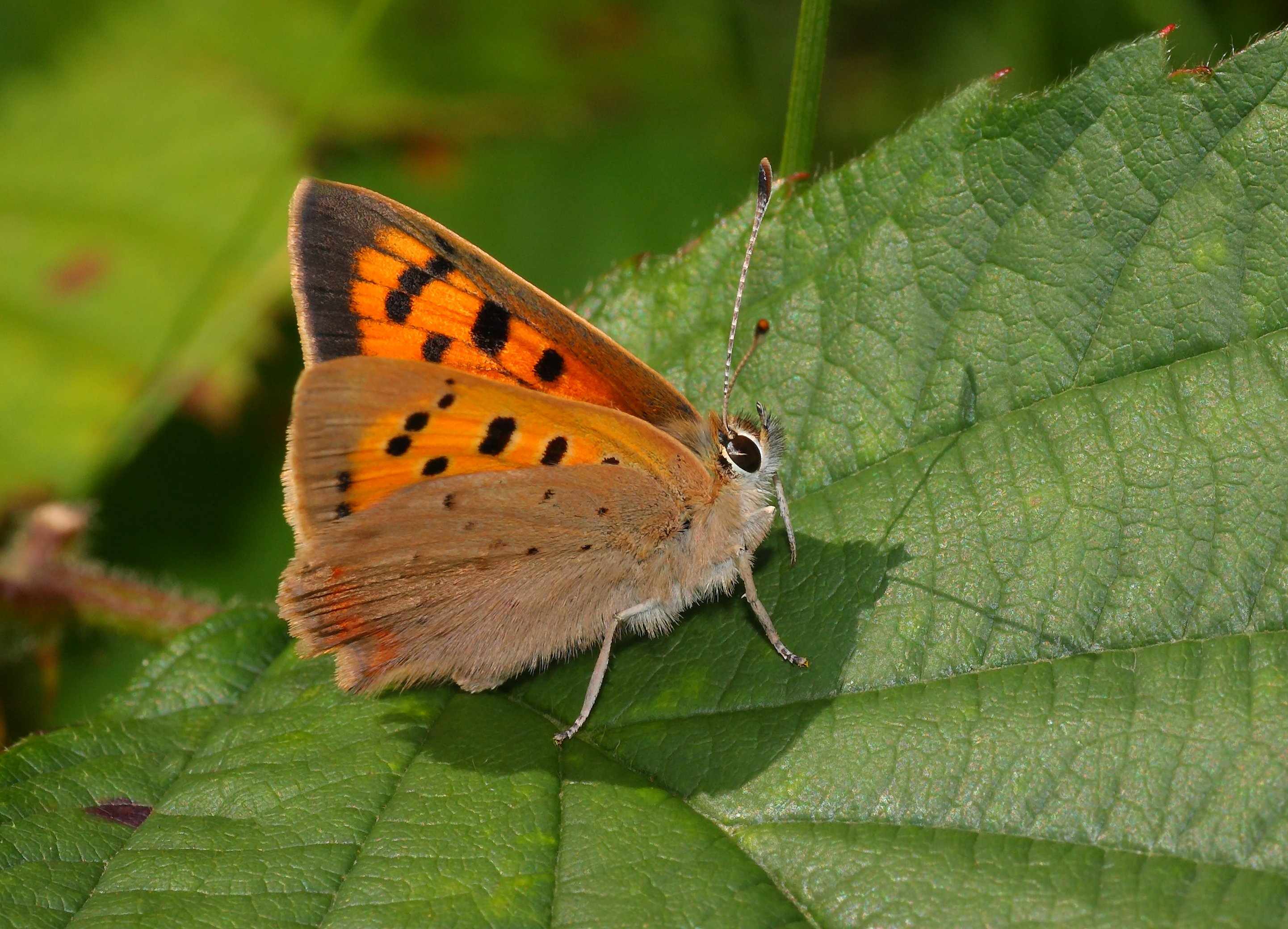 Small Copper