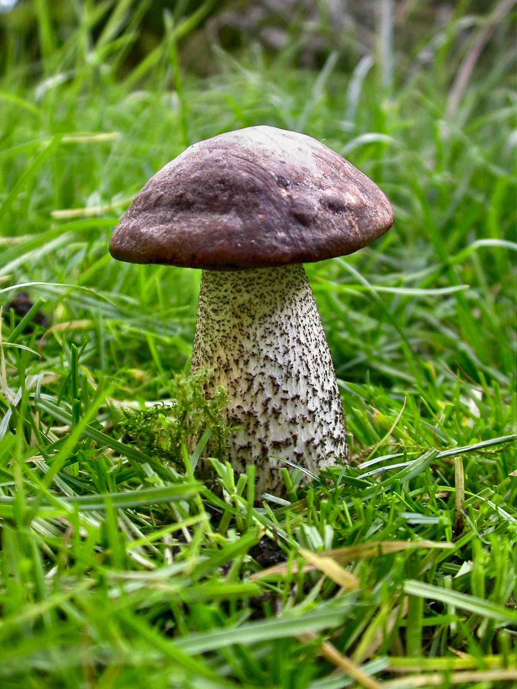 Leccinum scabrum