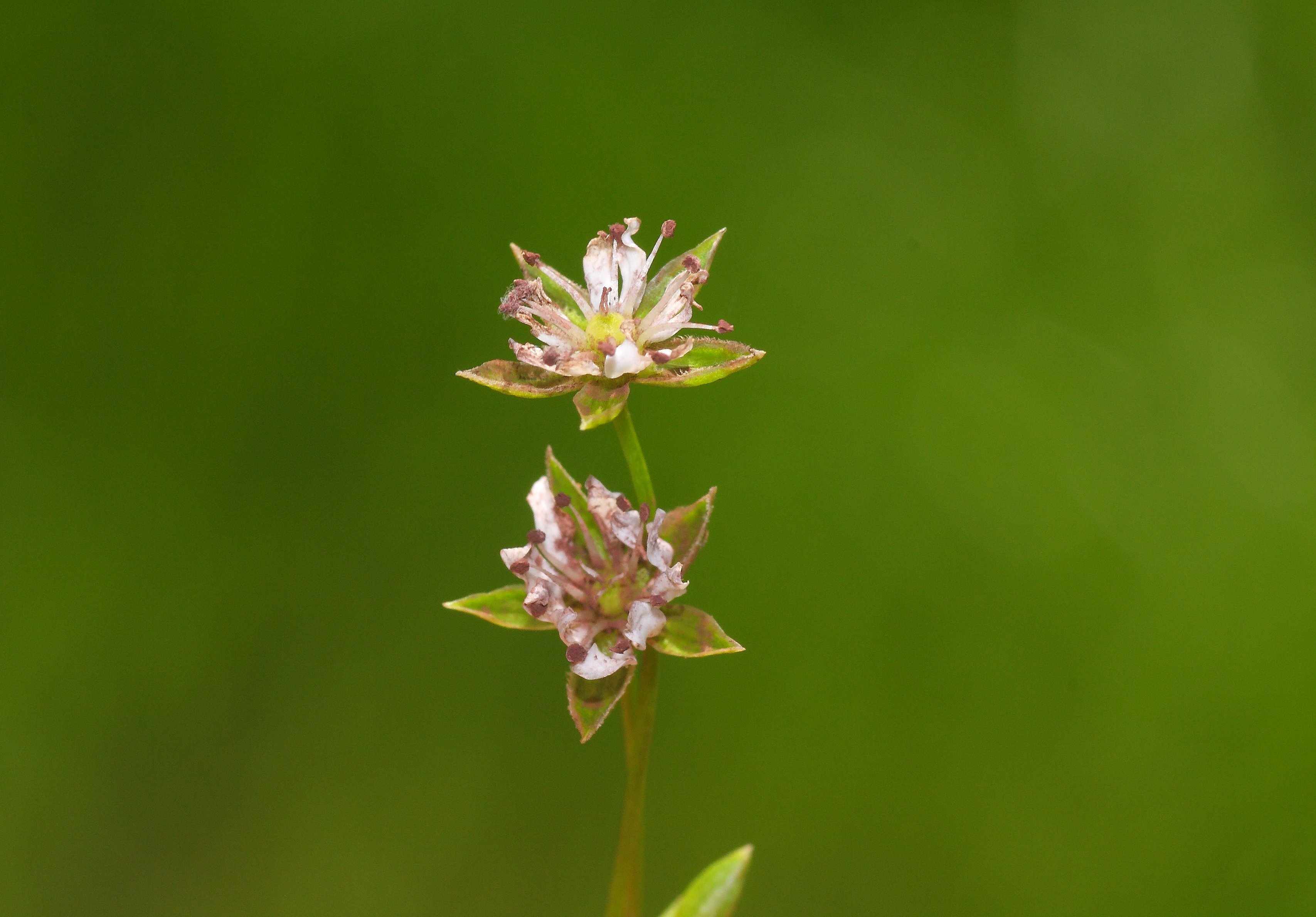 Microbotryum stellariae