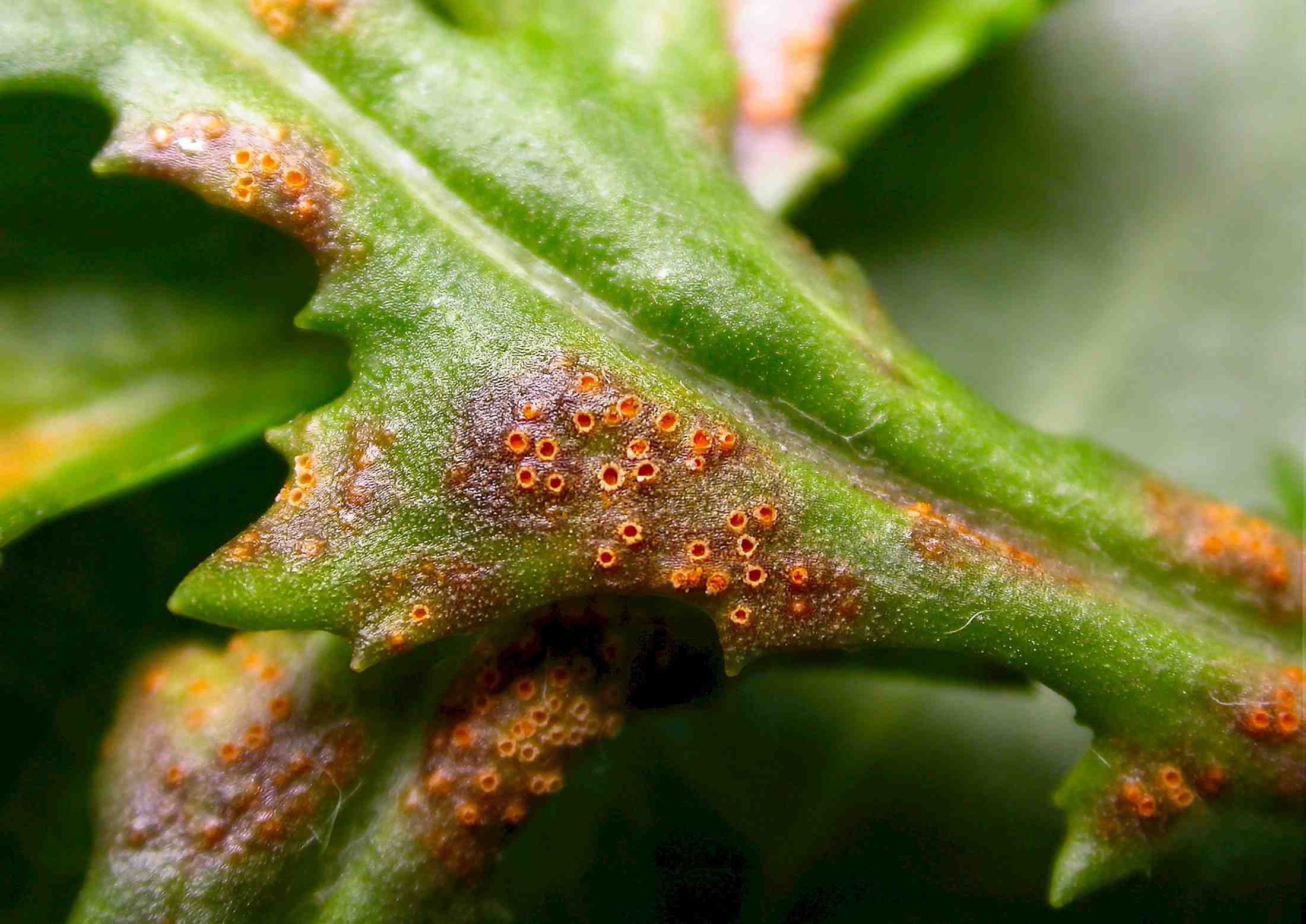 Puccinia lagenophorae