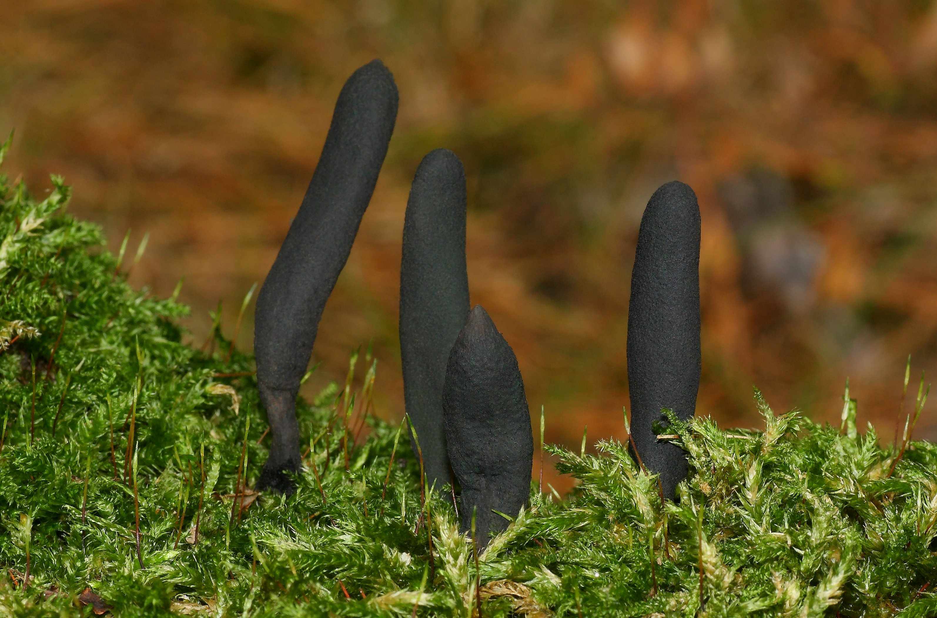 Xylaria Longipes