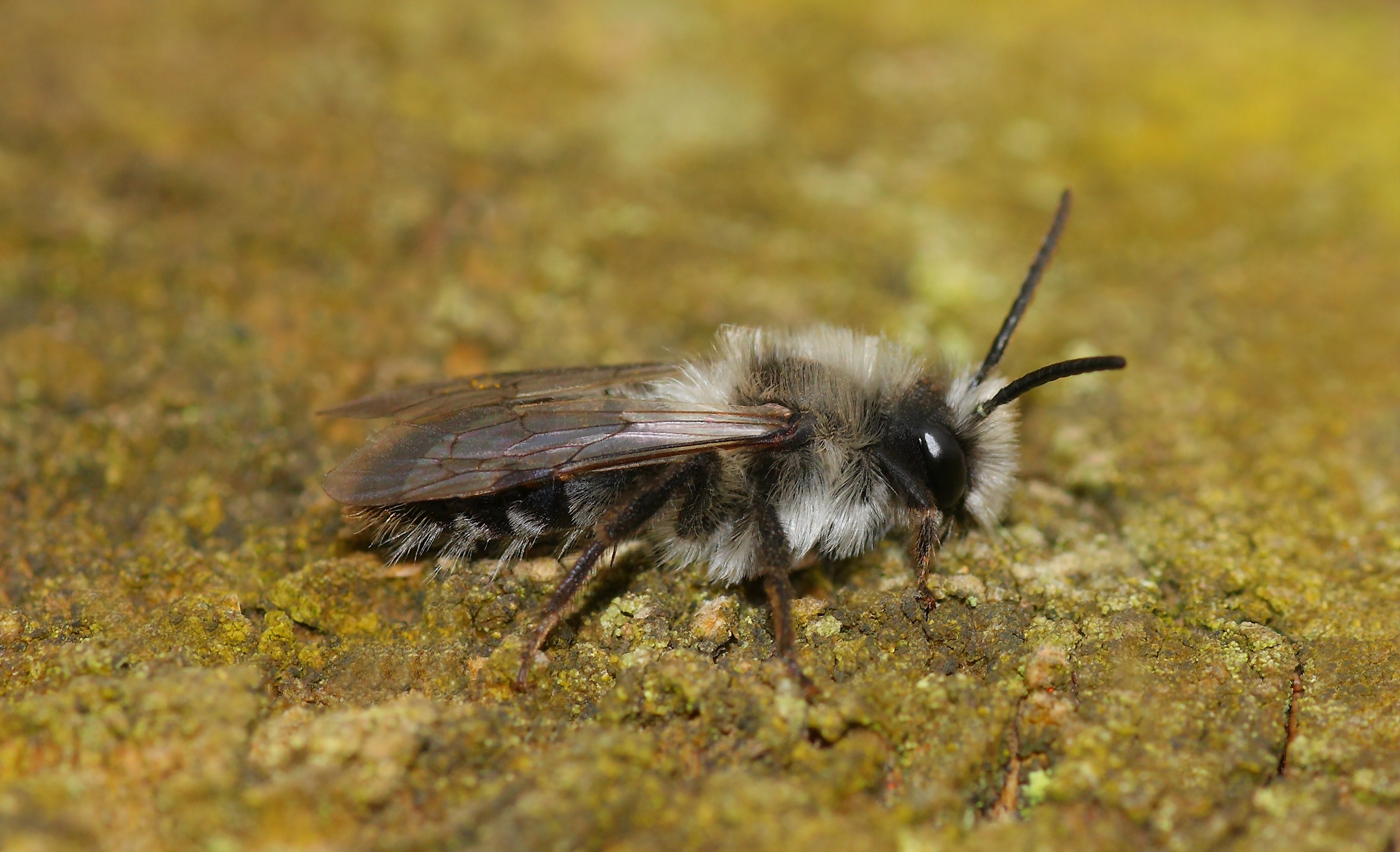 Andrena cineraria