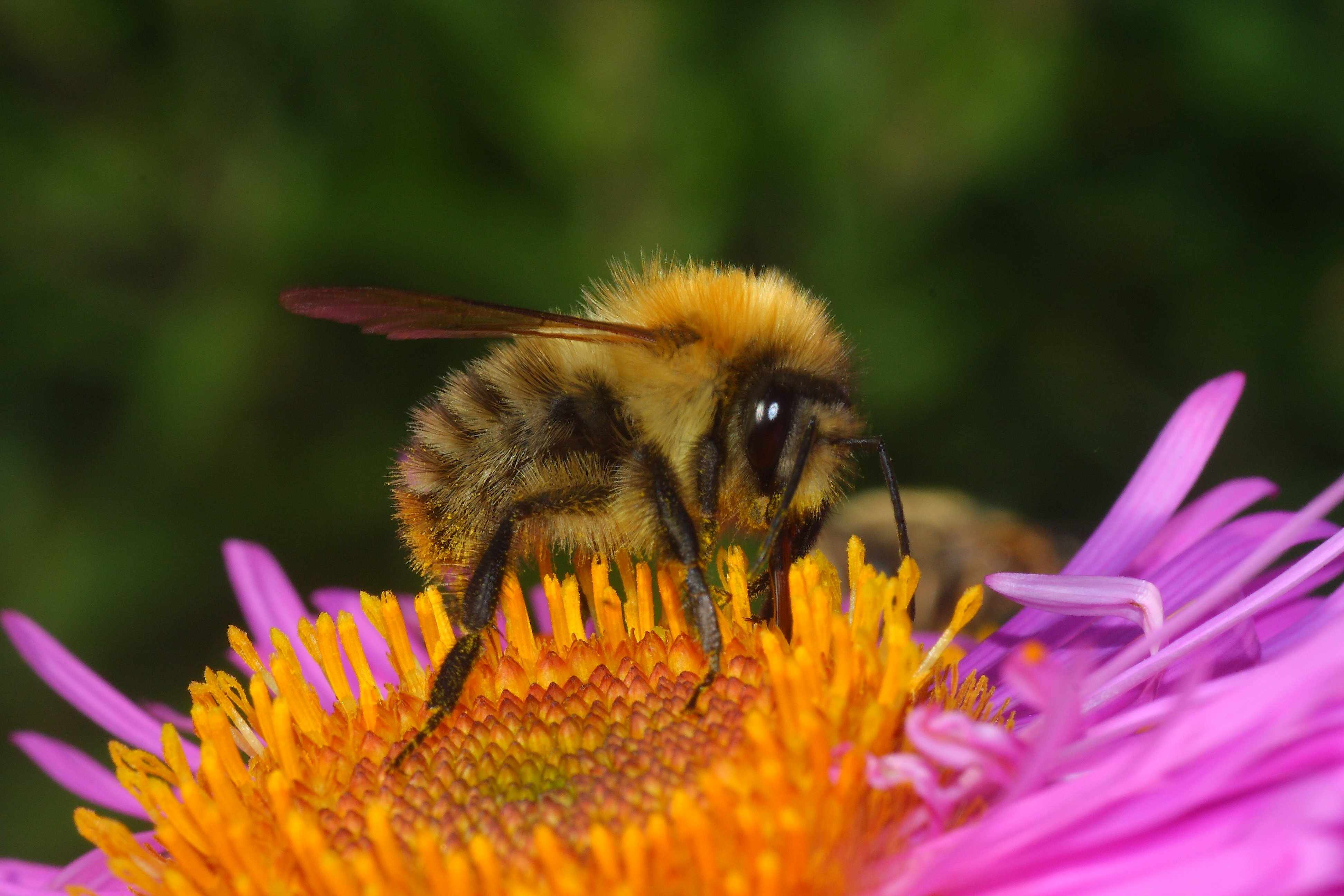 Bombus pascuorum