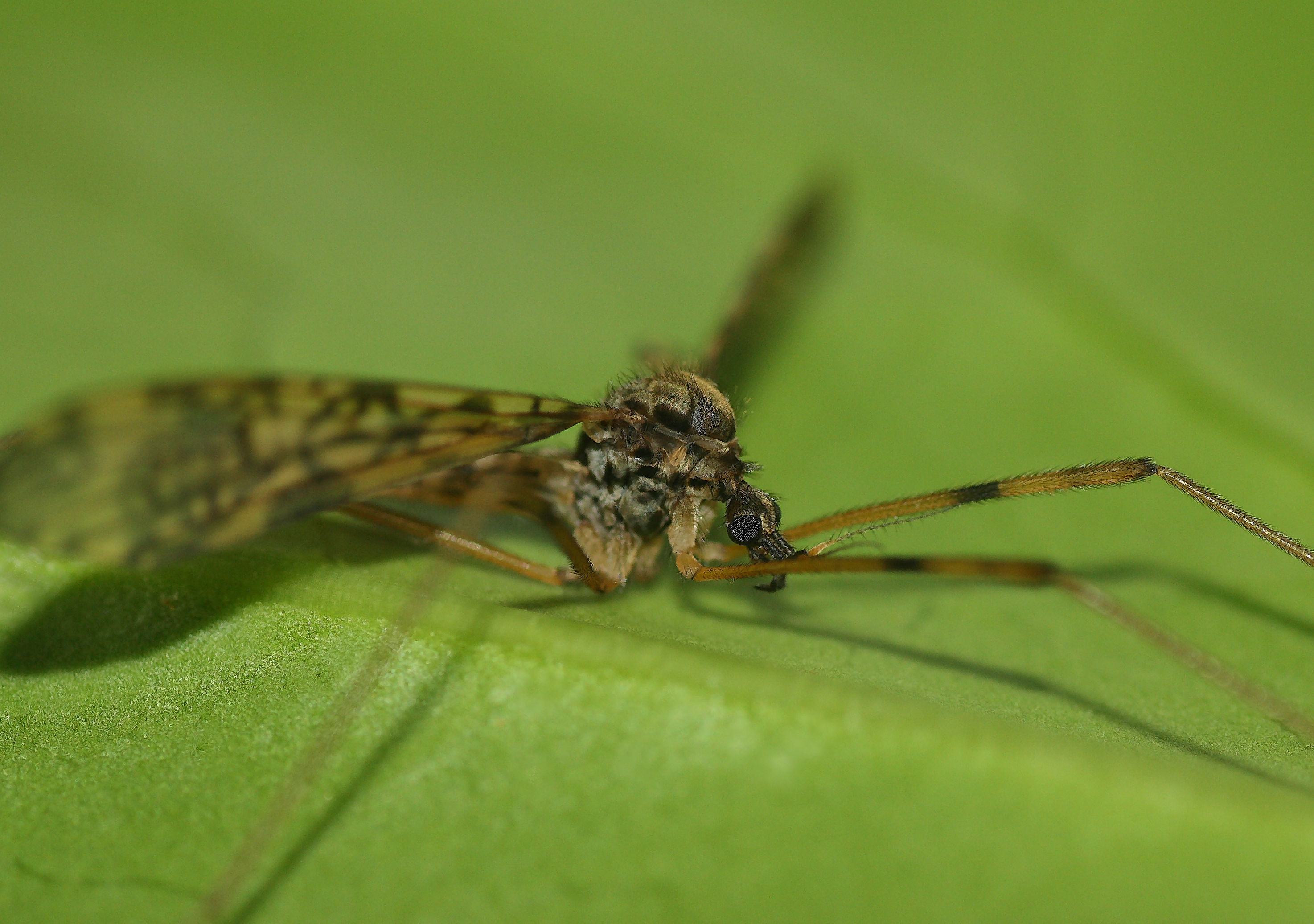 Epiphragma ocellare