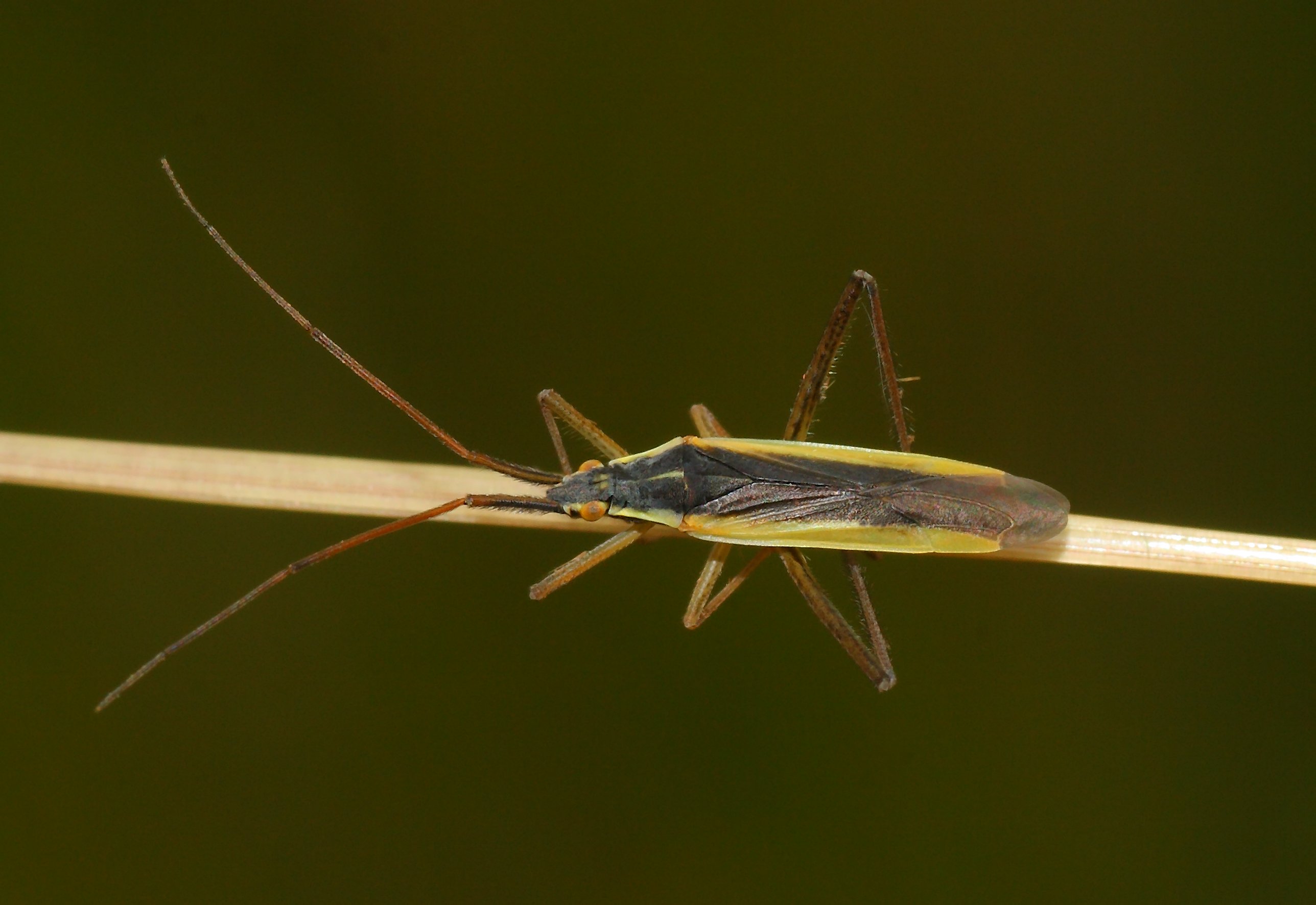 Notostira elongata