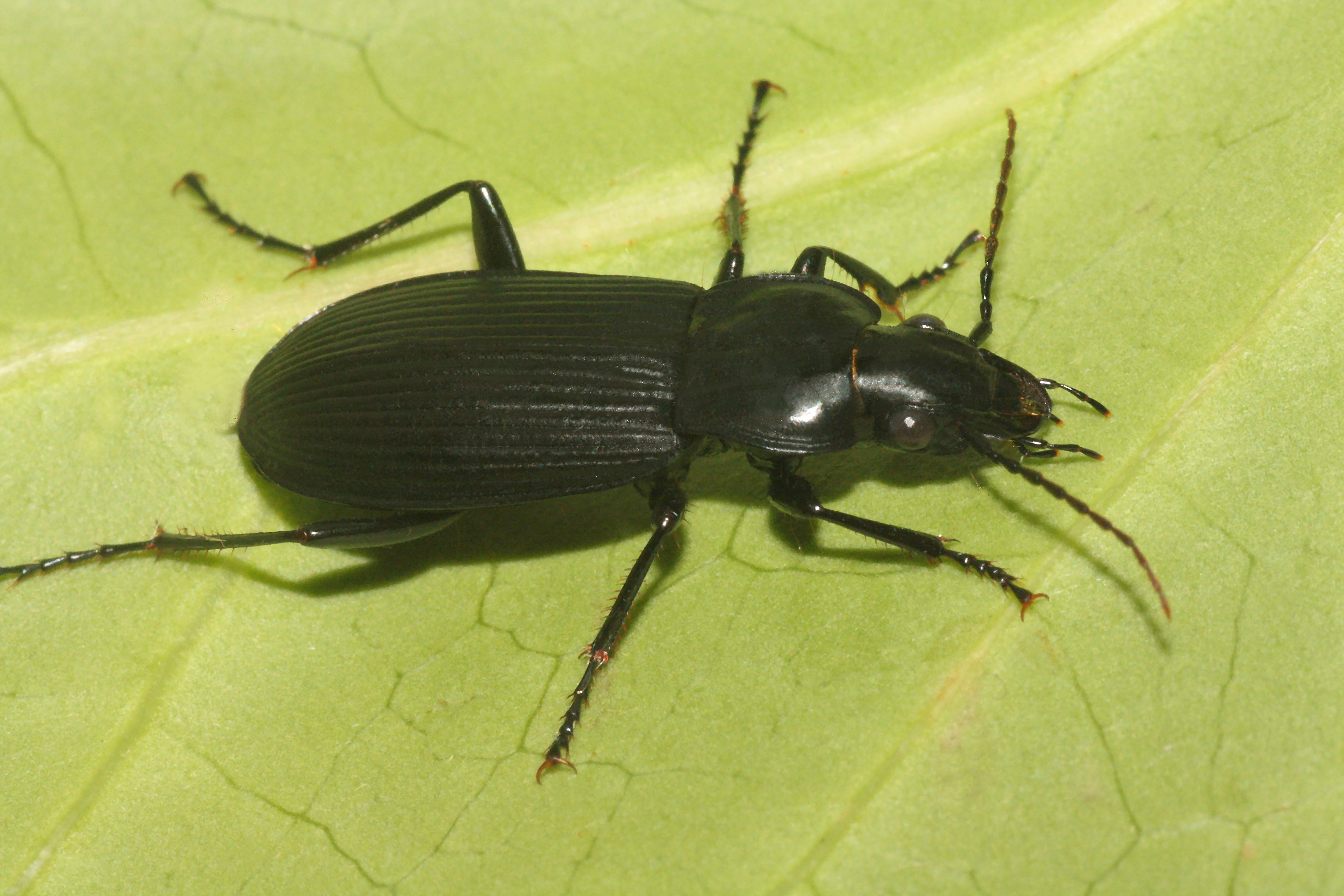 Pterostichus niger