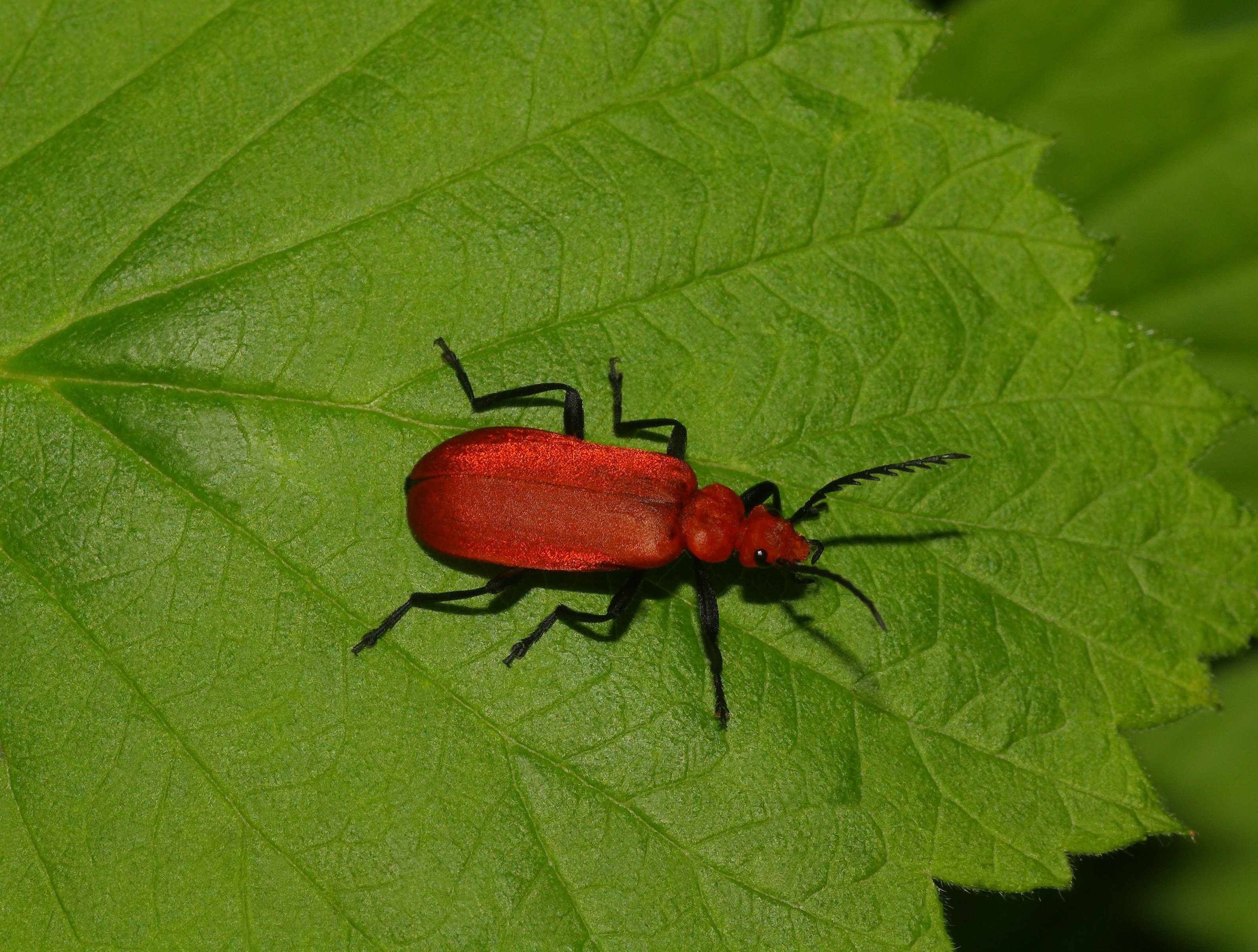 Cardinal Beetle