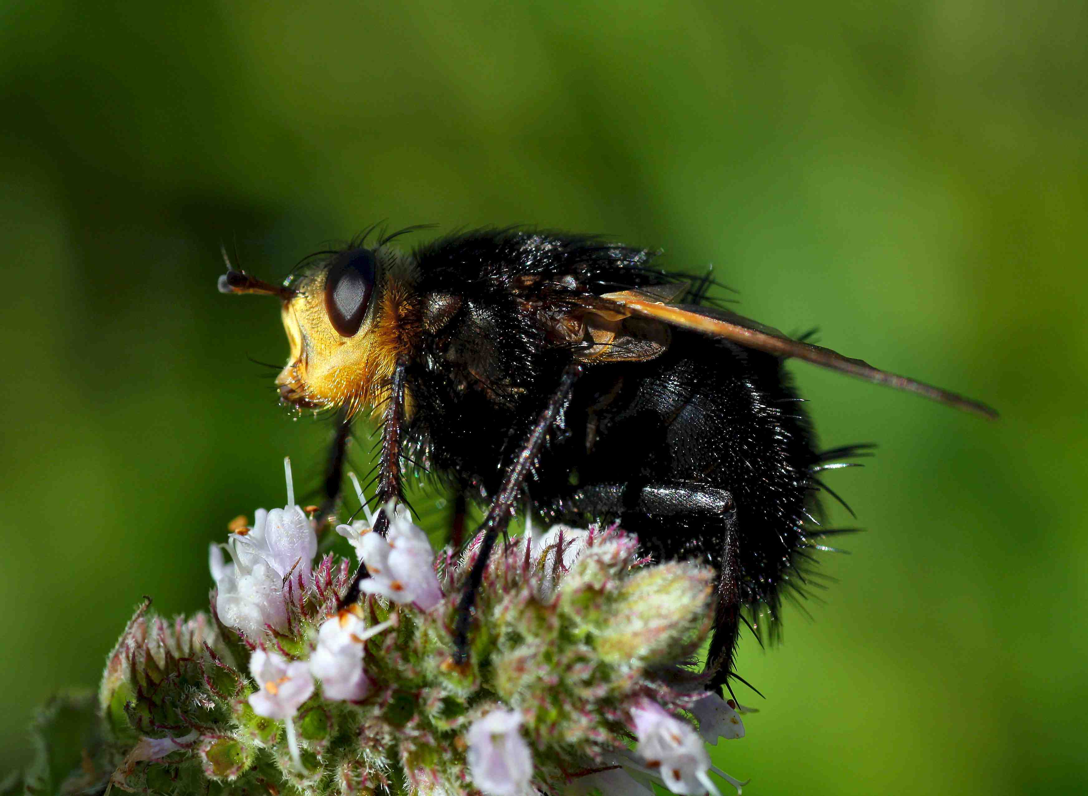 Tachina grossa