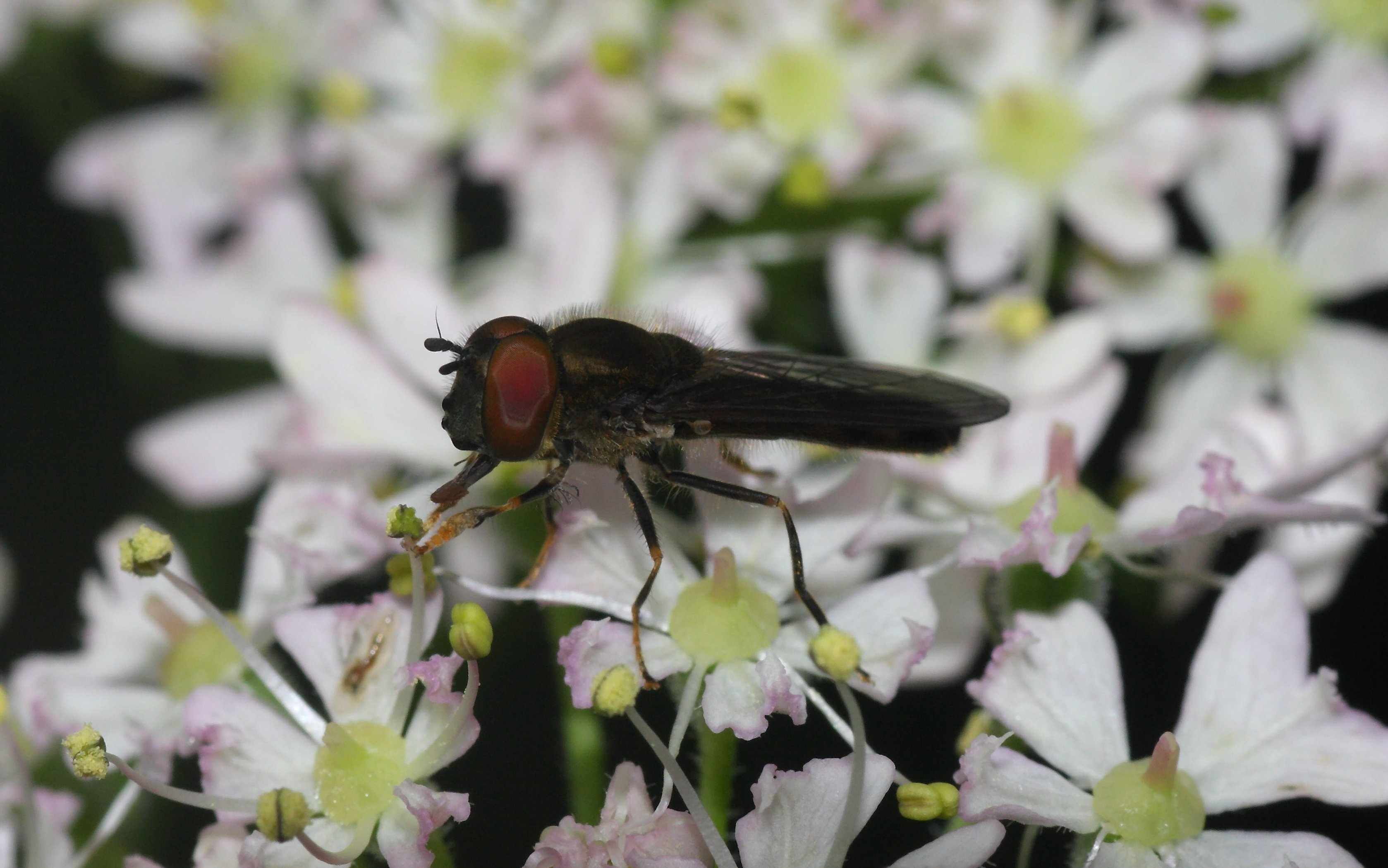 Chrysogaster solstitialis