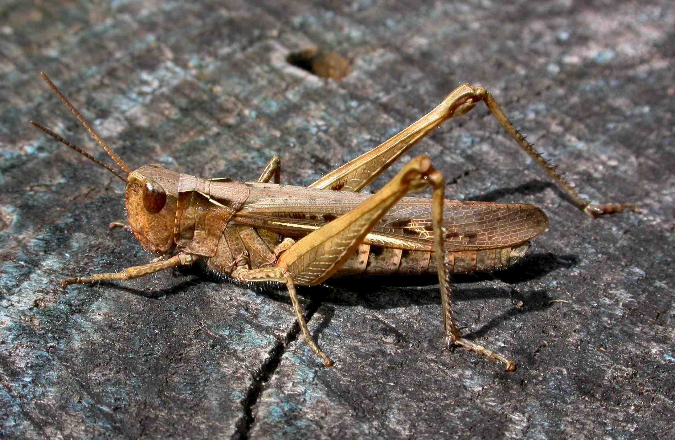 Field Grasshopper