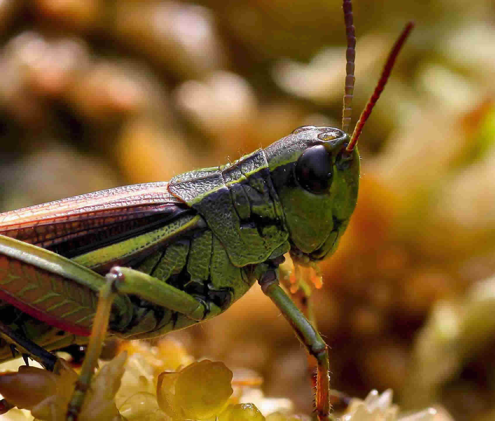 Orthoptera Gallery 1