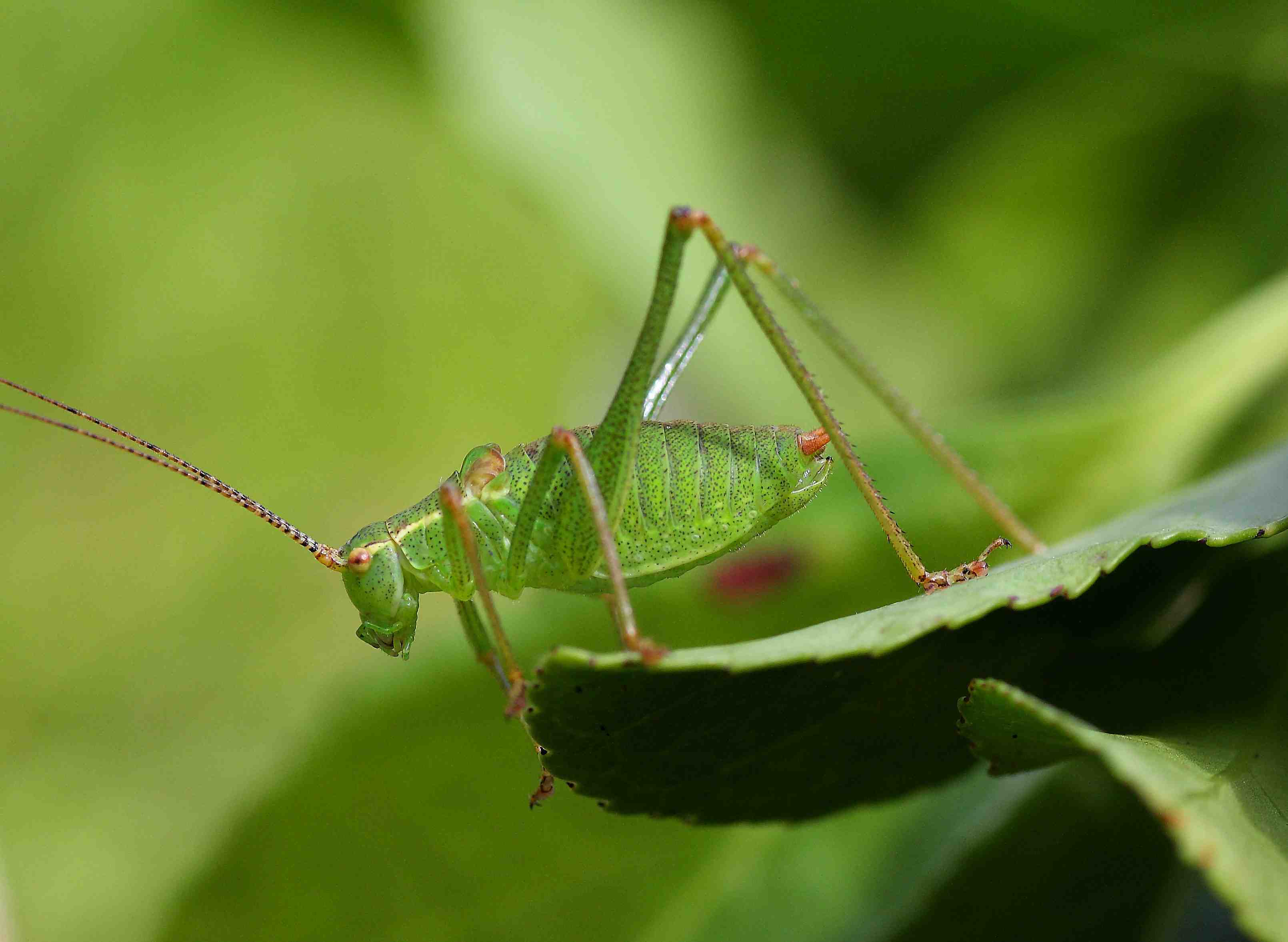 Speckled bush cricket - Alchetron, The Free Social Encyclopedia