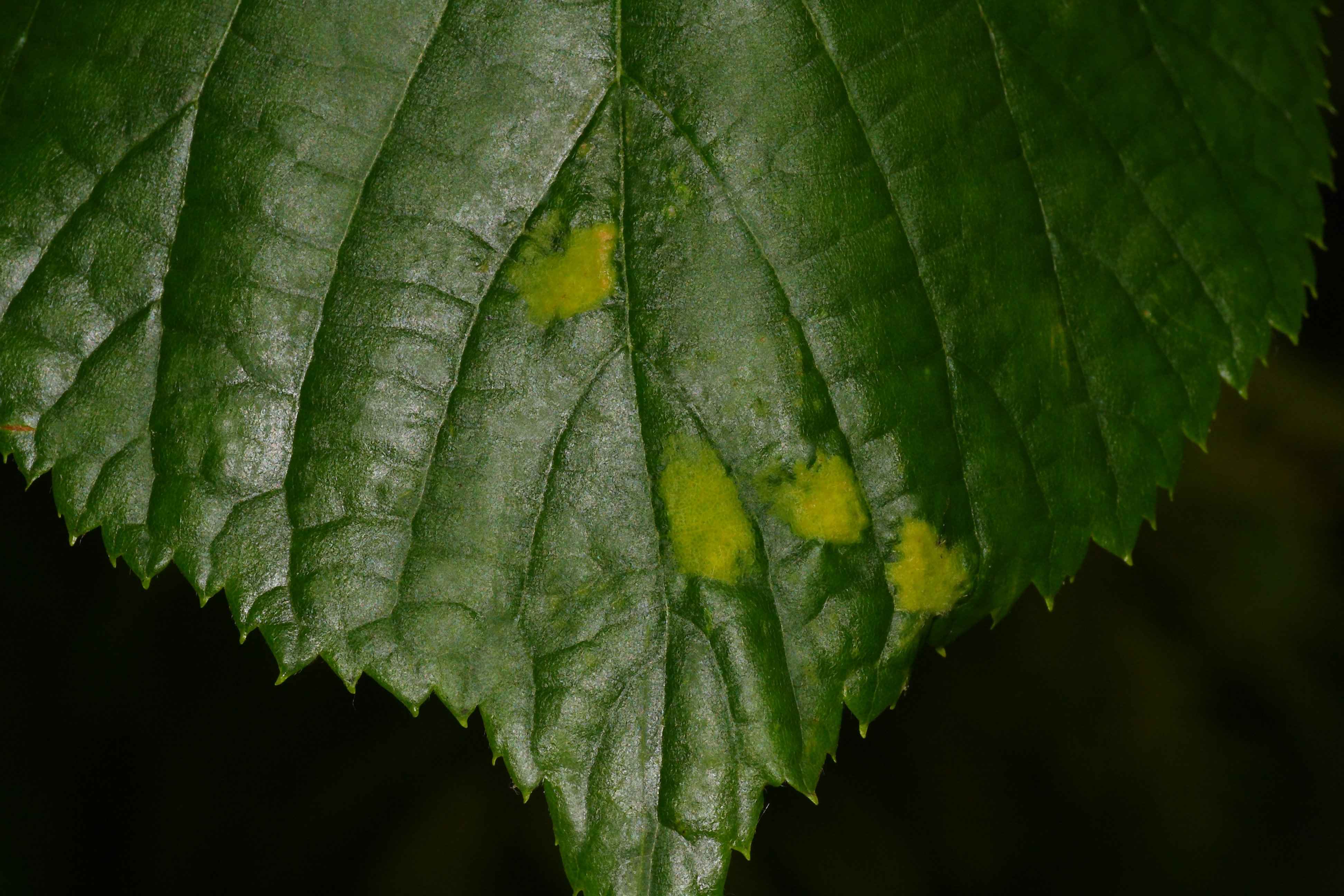 Eriophyes leiosoma