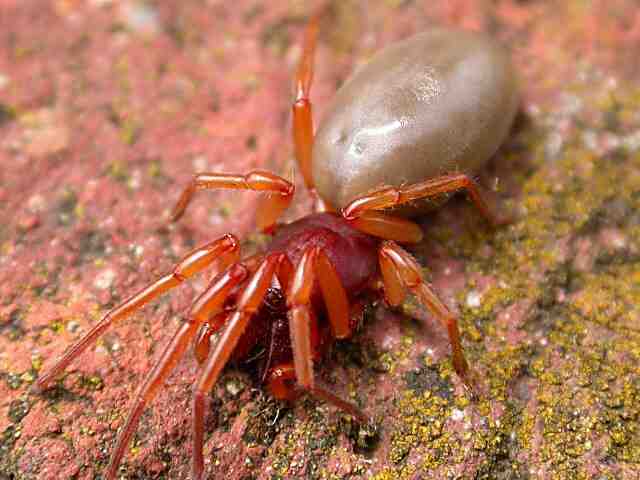 Dysdera crocata